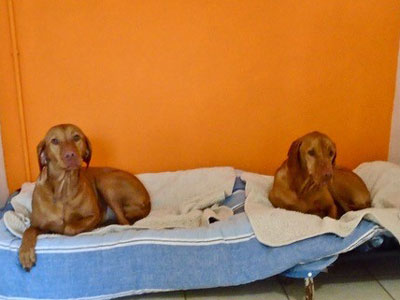 Towsers Kennels comfortable bedrooms
